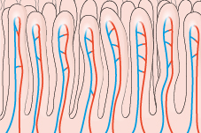 腸管を切除すると、体はどう変化するの？