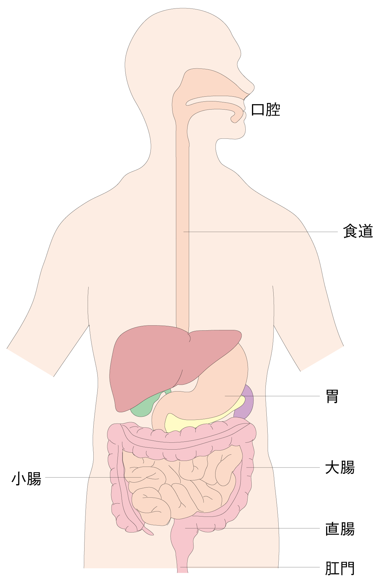 図1 消化器