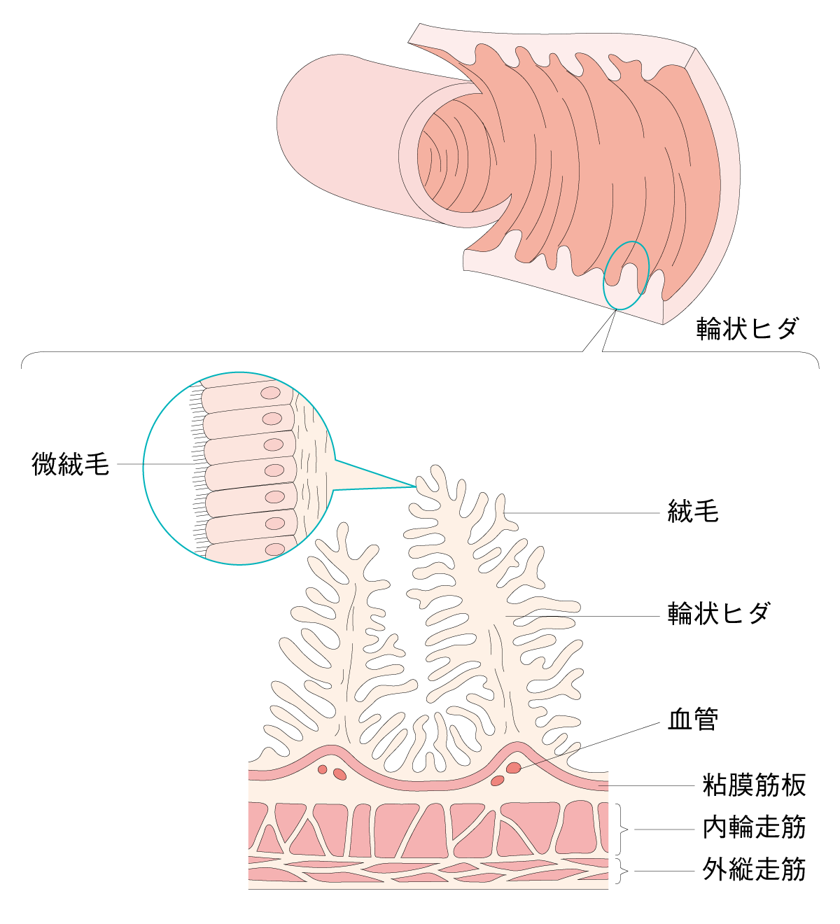 短腸症候群 Sbs とはどんな病気 Sbs Life 短腸症候群 Sbs に関する情報サイト 武田薬品工業株式会社